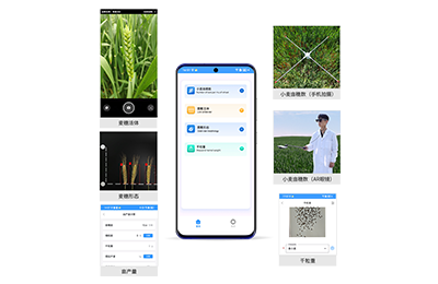 烟台市小麦亩穗数分析仪IN-XM02